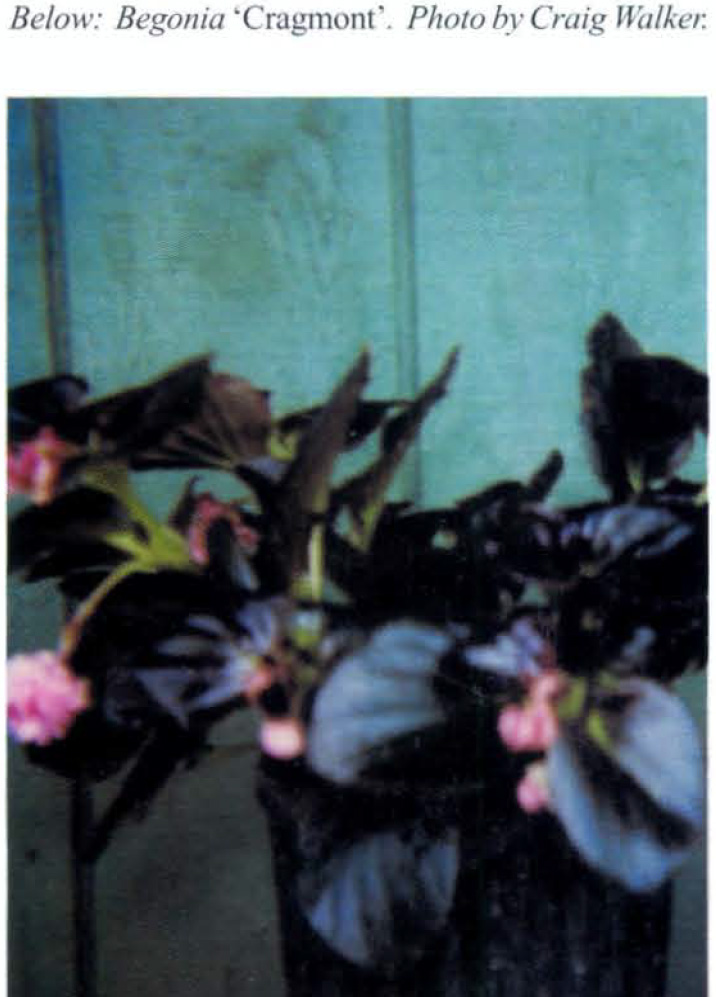 B. ‘Cragmont’